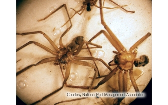 Brown Recluse Spiders